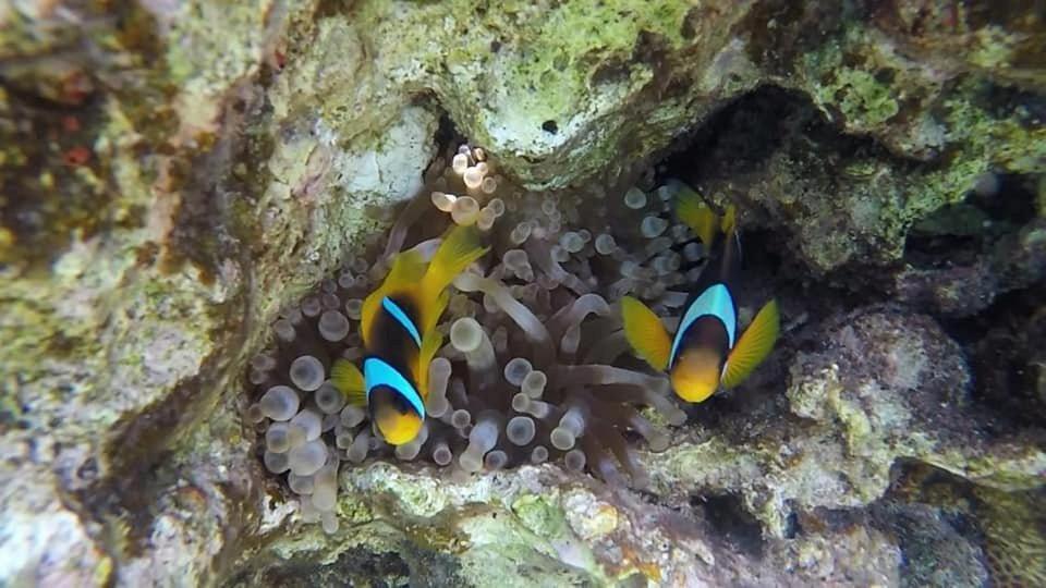 Bait Alaqaba Dive Center & Resort Kültér fotó