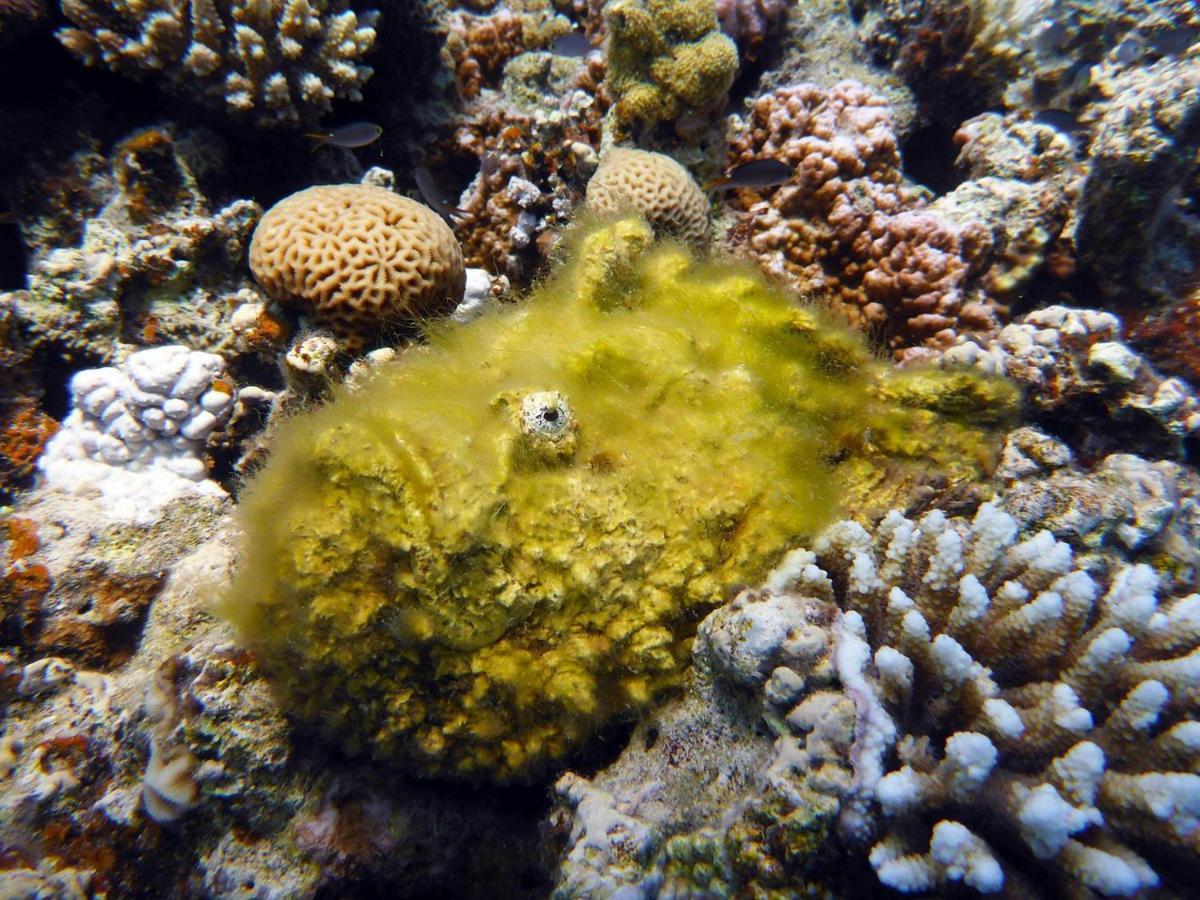 Bait Alaqaba Dive Center & Resort Kültér fotó